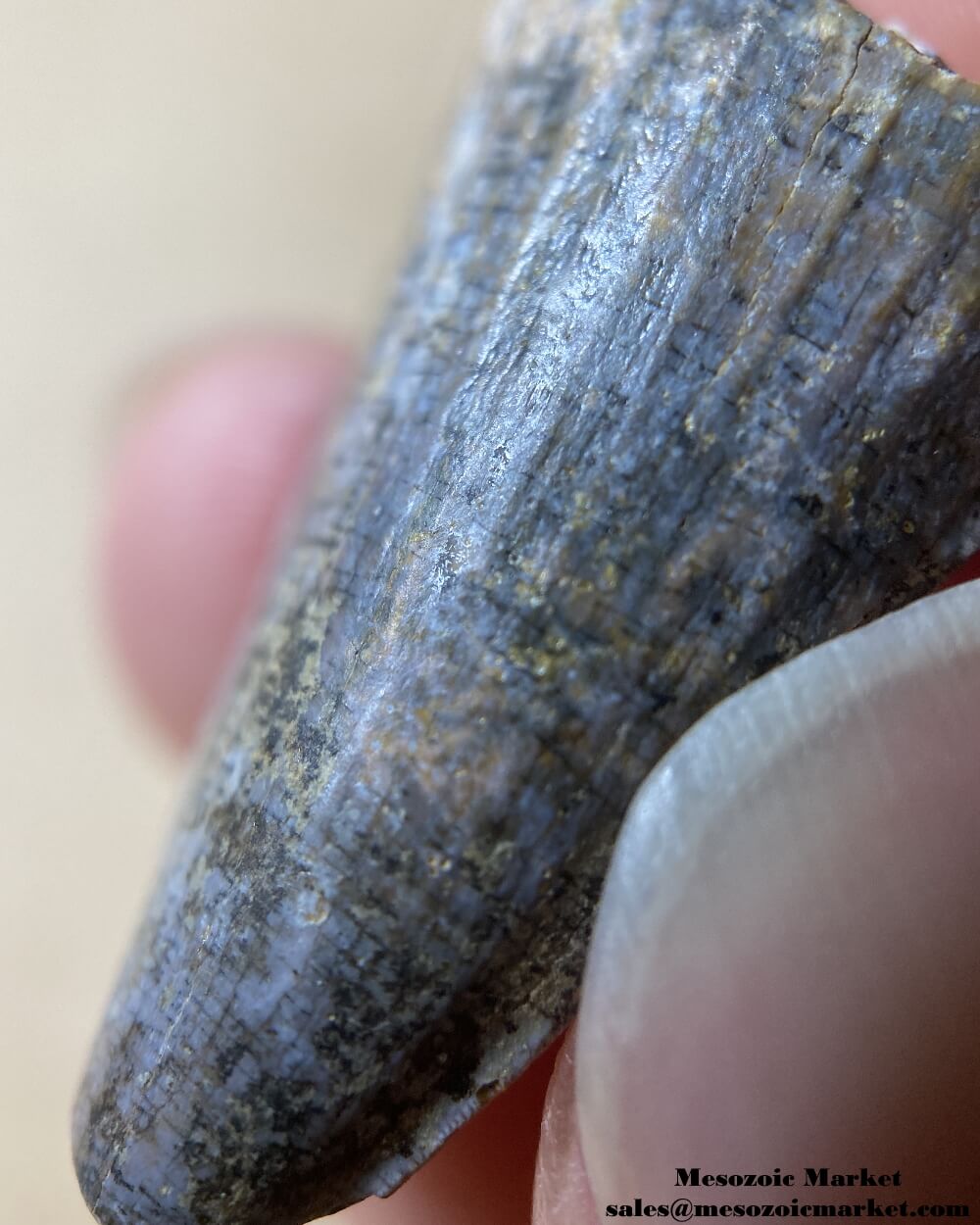 An image of the fluted surface of a Suchomimus spinosaurid dinosaur tooth fossil.