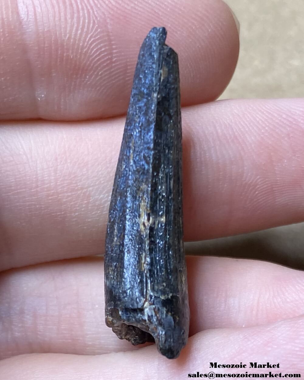 An image of the distal side of a partial fossilized tooth from a Suchomimus dinosaur.