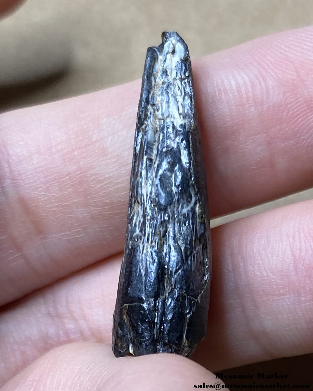 An image of a heavily worn, partial fossilized tooth from a Suchomimus dinosaur.