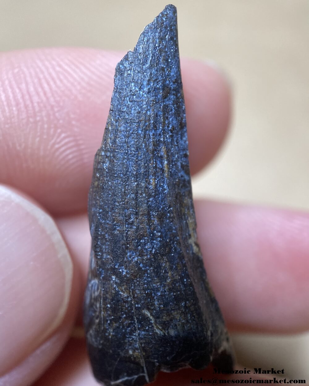 An image of a closeup view of a fossilized tooth from a Suchomimus dinosaur.