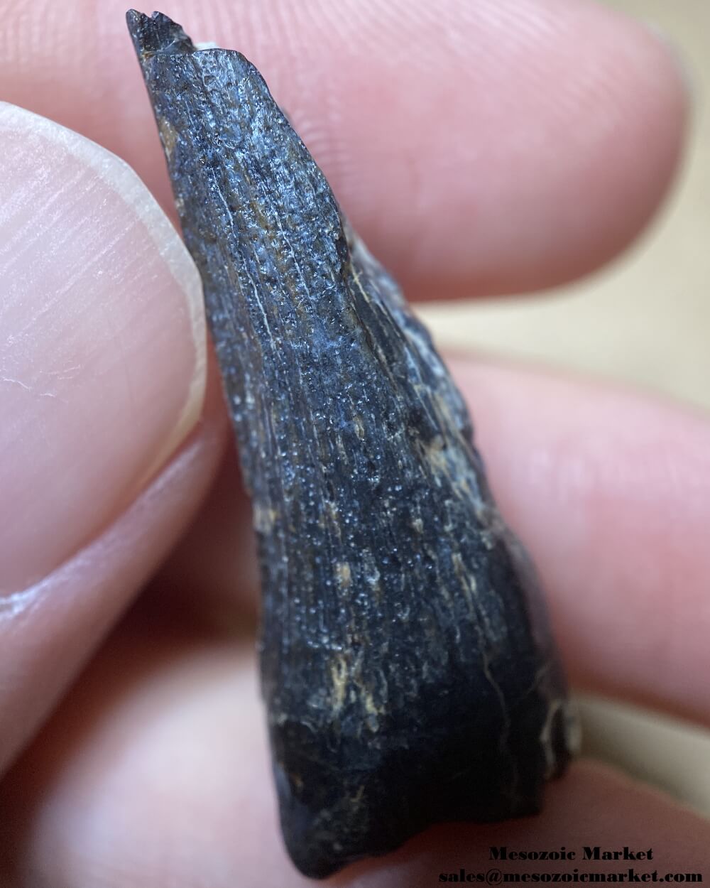 An image of a closeup view of a fossilized tooth from a Suchomimus dinosaur.