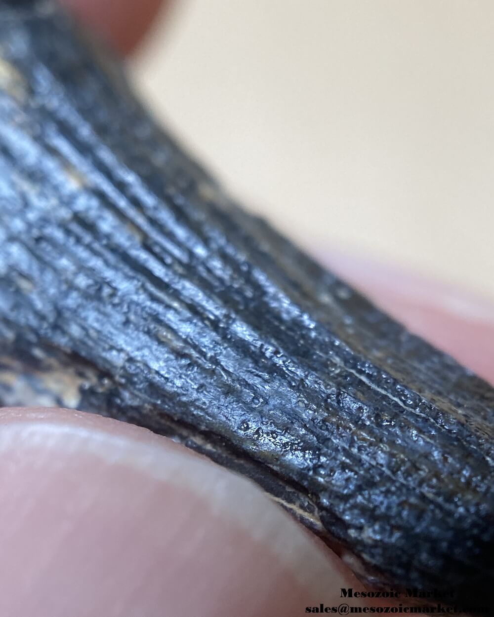 An image of a closeup view the fluting of a fossilized tooth from a Suchomimus dinosaur.