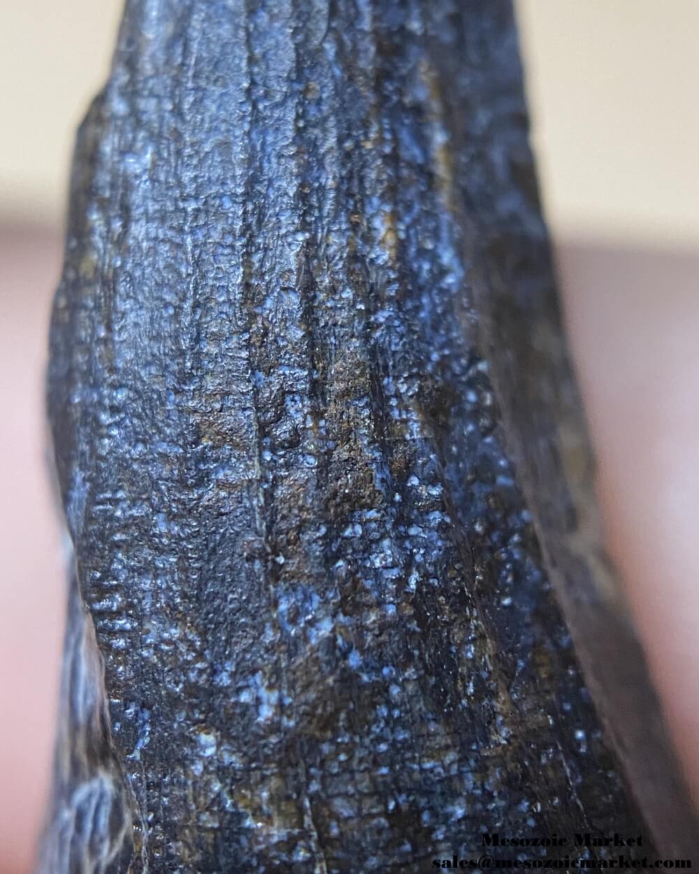 An image of a closeup view of a fossilized tooth from a Suchomimus dinosaur.