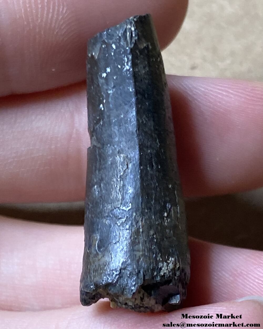 An image of a worn Suchomimus tooth.