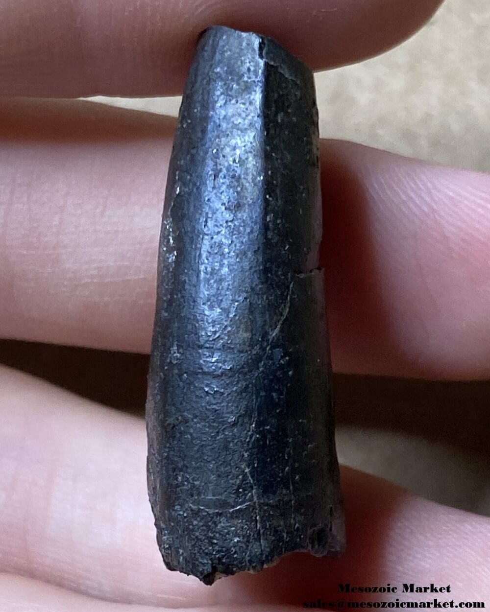 An image of a worn Suchomimus tooth.