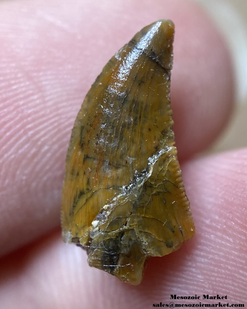 An image of an unknown theropod tooth from the Kem Kem Group.