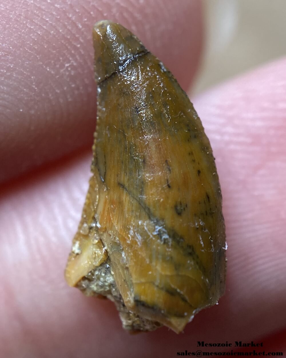 An image of an unknown theropod tooth from the Kem Kem Group.