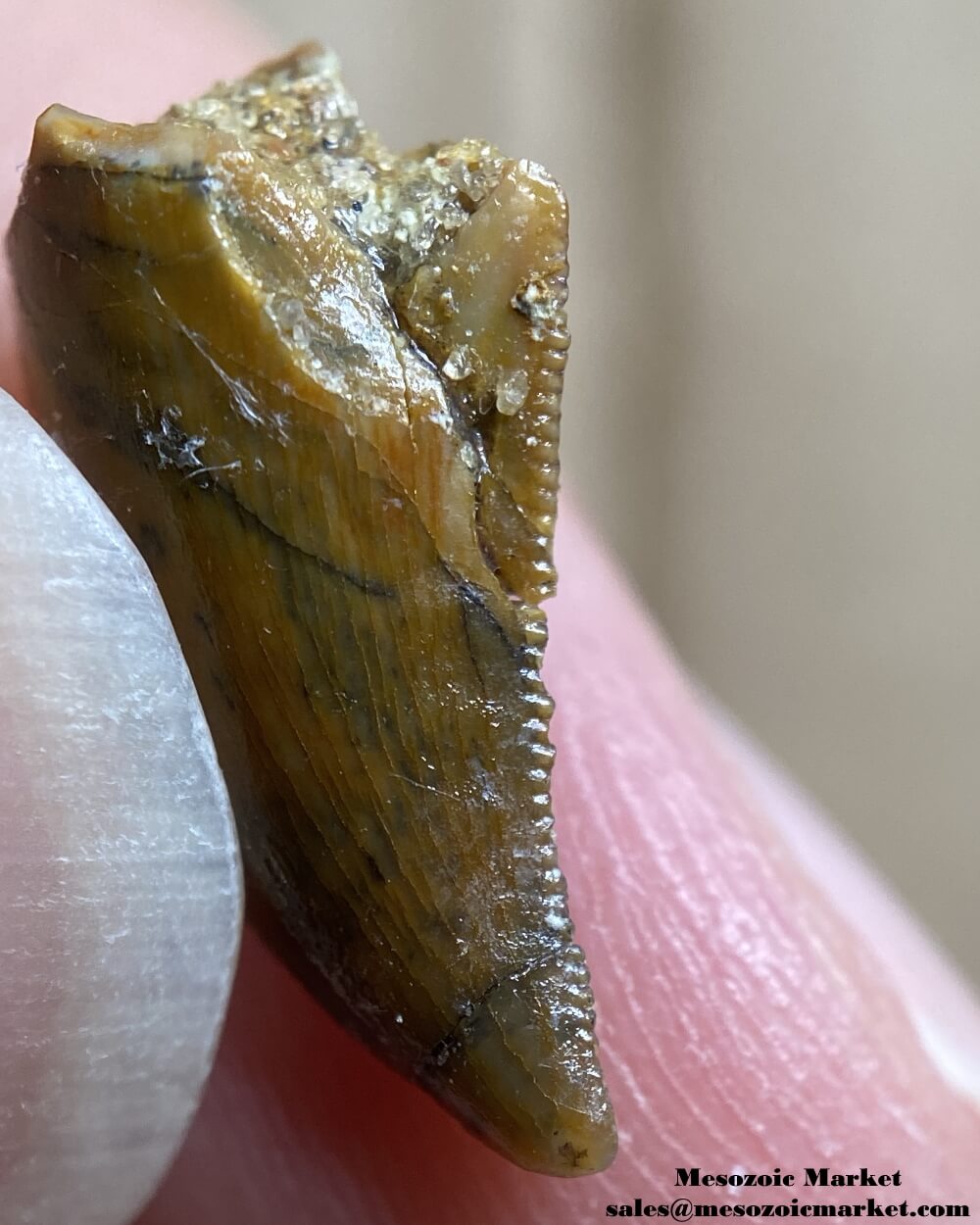 An image the distal edge of an unknown theropod tooth from the Kem Kem Group.