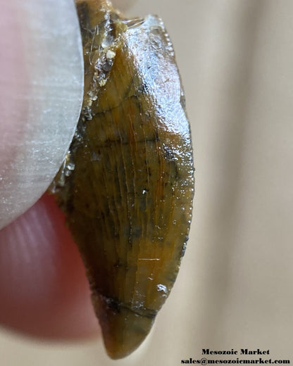 An image the mesial edge of an unknown theropod tooth from the Kem Kem Group.