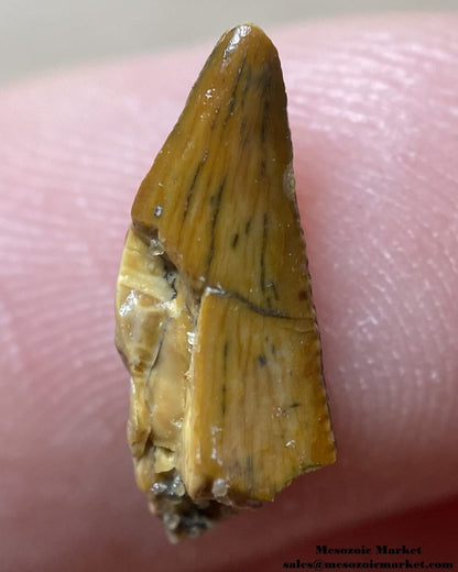 An image of an unknown theropod dinosaur tooth from the Kem Kem Beds.