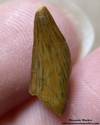 An image of an unknown theropod dinosaur tooth from the Kem Kem Beds.