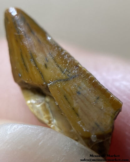 An image of the distal serrations of an unknown theropod dinosaur tooth from the Kem Kem Beds.