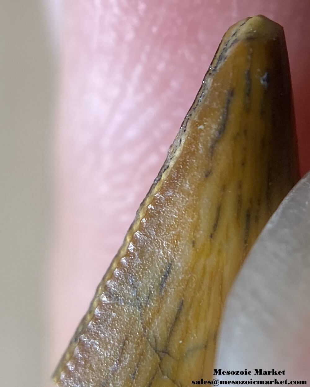 An image of the distal serrations of an unknown theropod dinosaur tooth from the Kem Kem Beds.