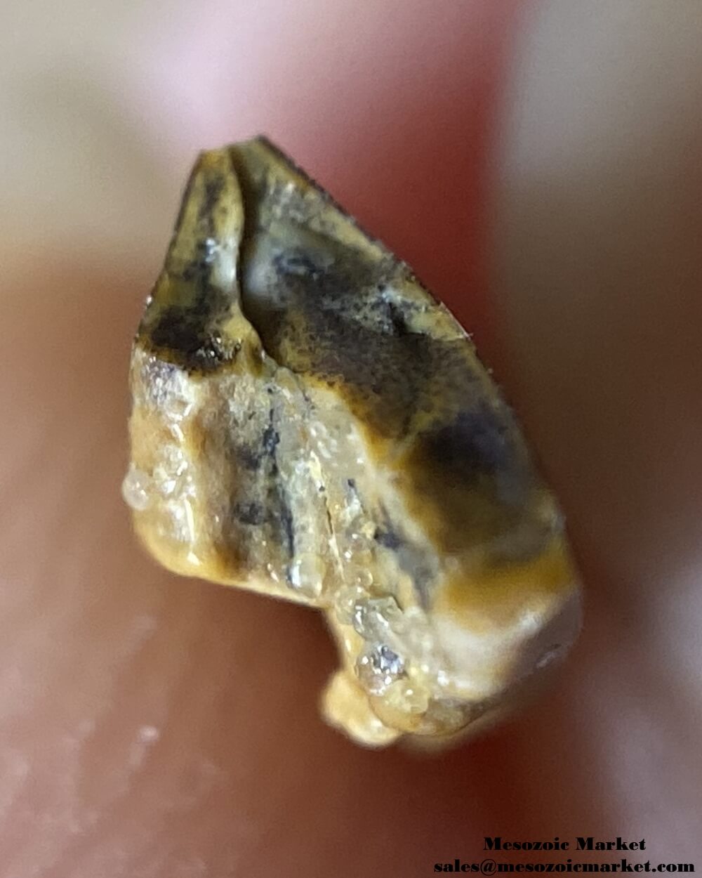 An image of an unknown theropod dinosaur tooth cross-section from the Kem Kem Beds.