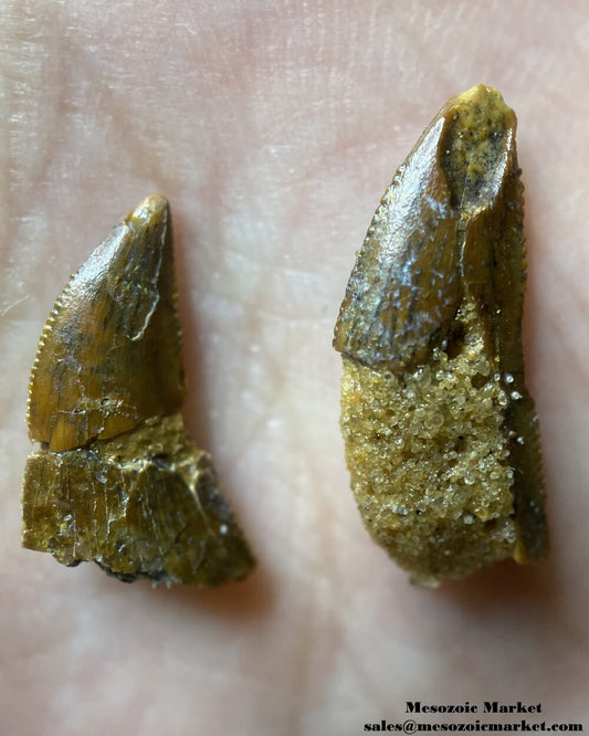 An image of a pair of repaired or restored abelisaurid teeth.