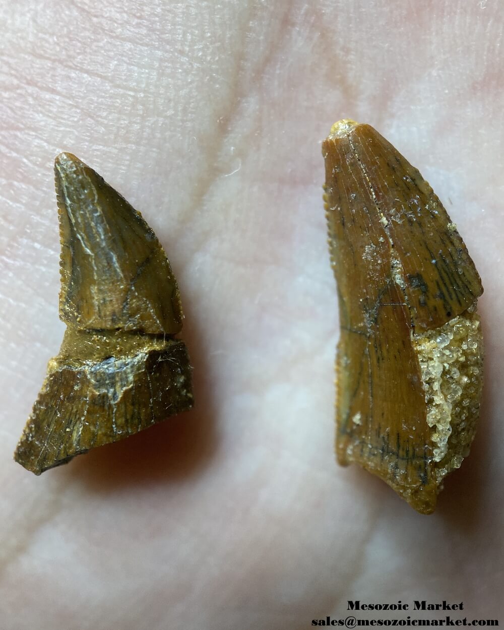 An image of a pair of repaired or restored abelisaurid teeth.