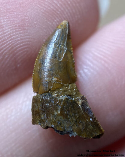 An image of a restored or repaired abelisaurid tooth.