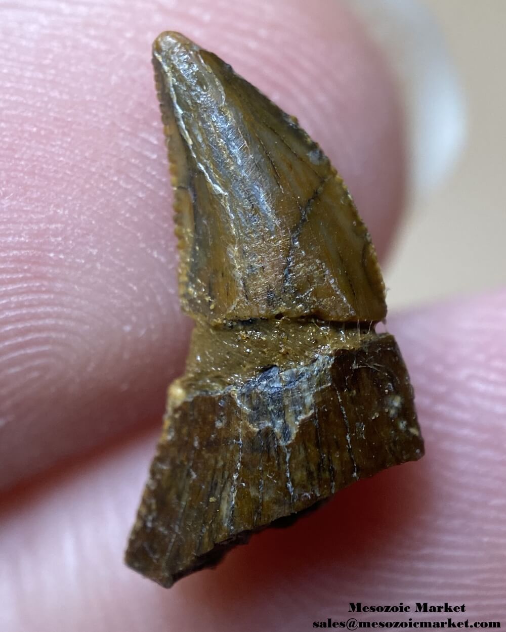 An image of a restored or repaired abelisaurid tooth.