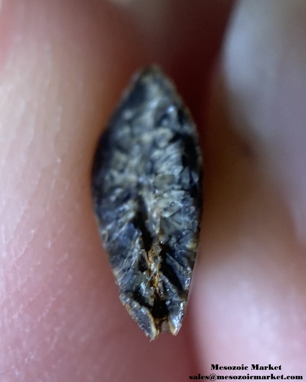 An image of a restored or repaired abelisaurid tooth.