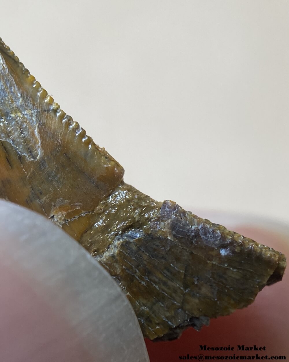 An image of a restored or repaired abelisaurid tooth.