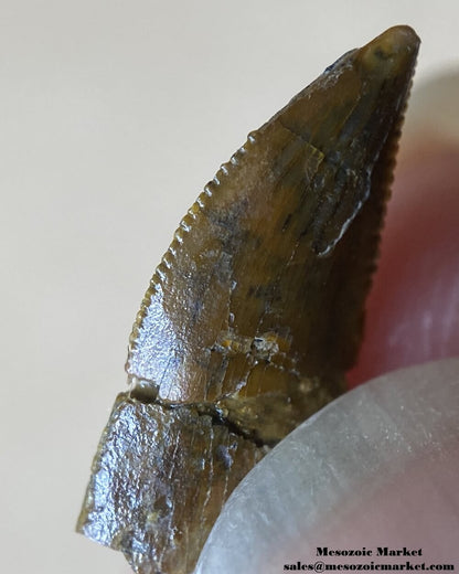 An image of a restored or repaired abelisaurid tooth.