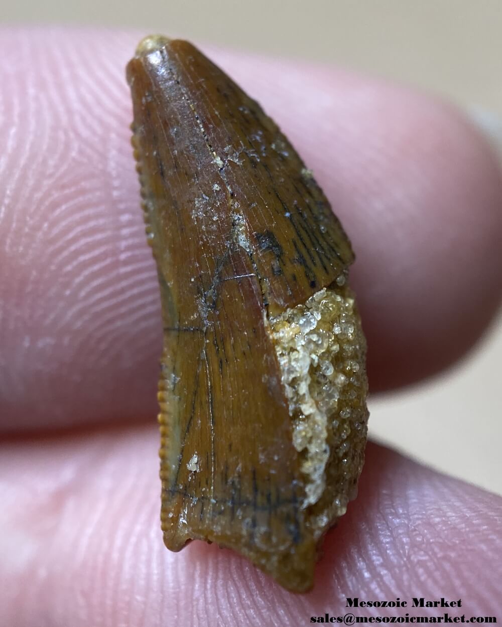 An image of a partial abelisaurid tooth.