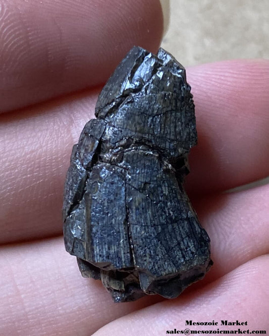 An image of an indeterminate theropod tooth from the Middle Jurassic.