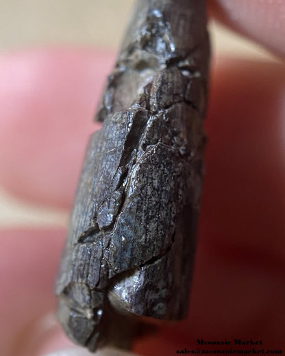 An image of an indeterminate Jurassic dinosaur tooth.