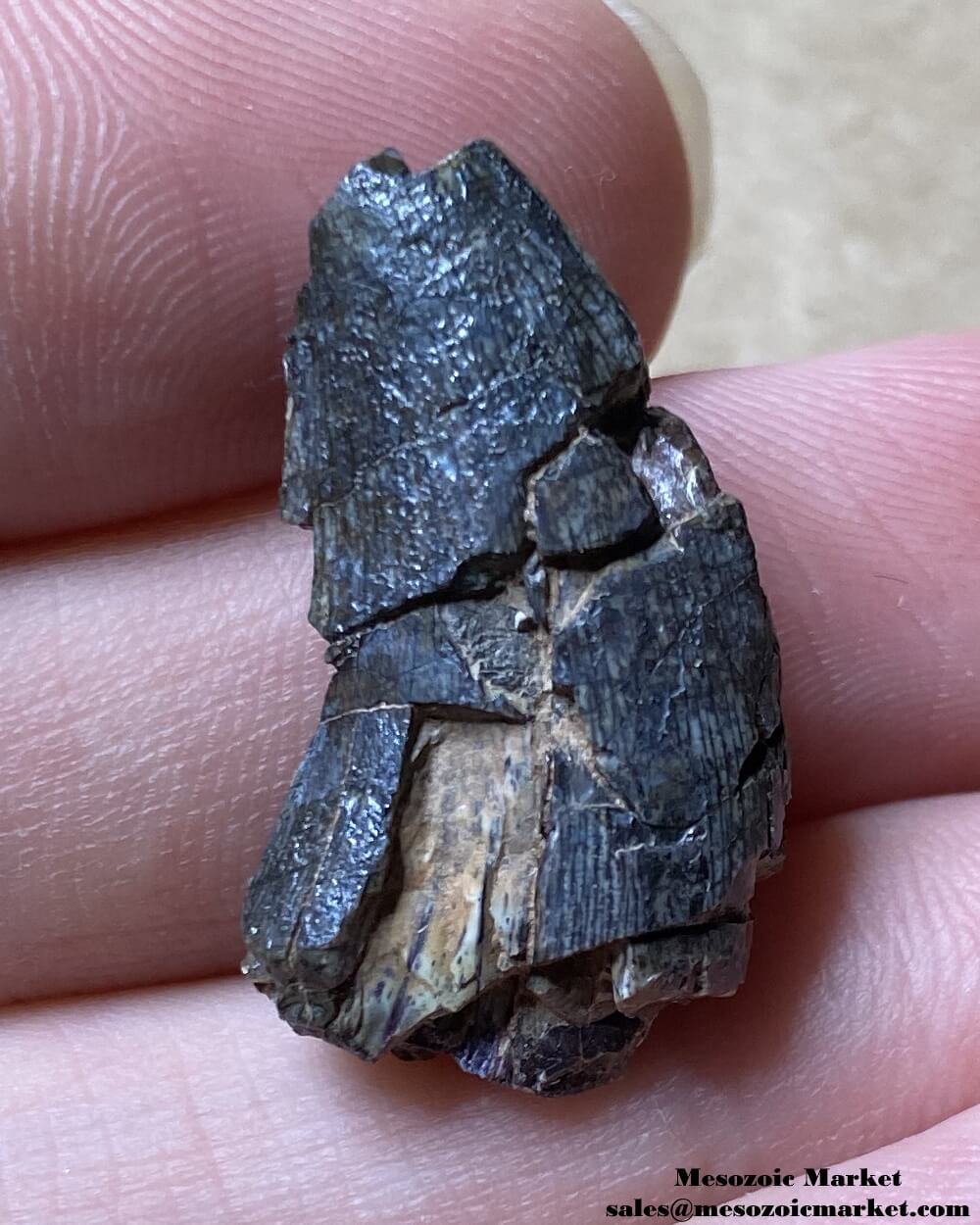 An image of an unknown theropod dinosaur tooth from the Irhazer Group.