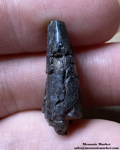 An image of an indeterminate Jurassic dinosaur tooth.