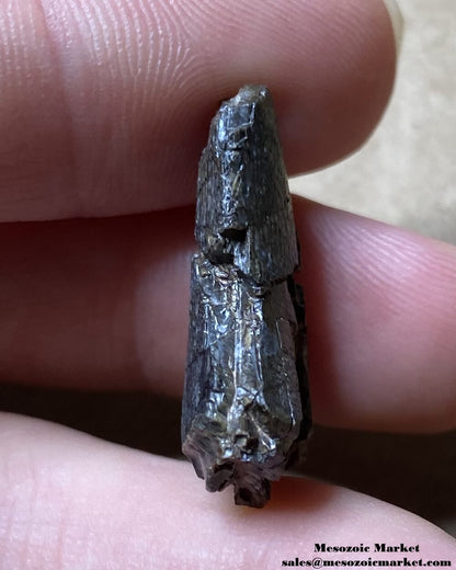 An image of an indeterminate Jurassic dinosaur tooth.