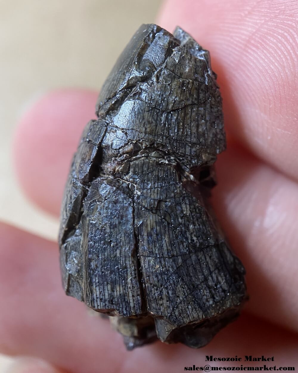 An image of an indeterminate Jurassic dinosaur tooth.