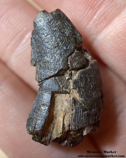 An image of an indeterminate Jurassic dinosaur tooth.