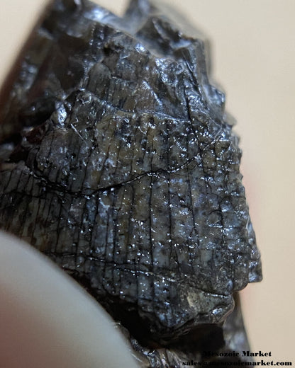 An image of an indeterminate Jurassic dinosaur tooth.