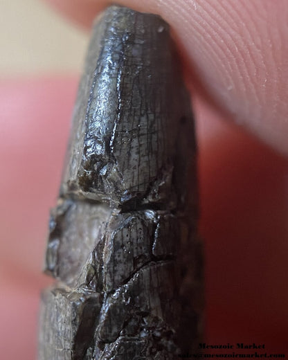 An image of an indeterminate Jurassic dinosaur tooth.