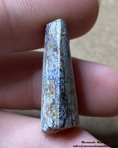 An image of a Middle Jurassic theropod tooth tip fossil.