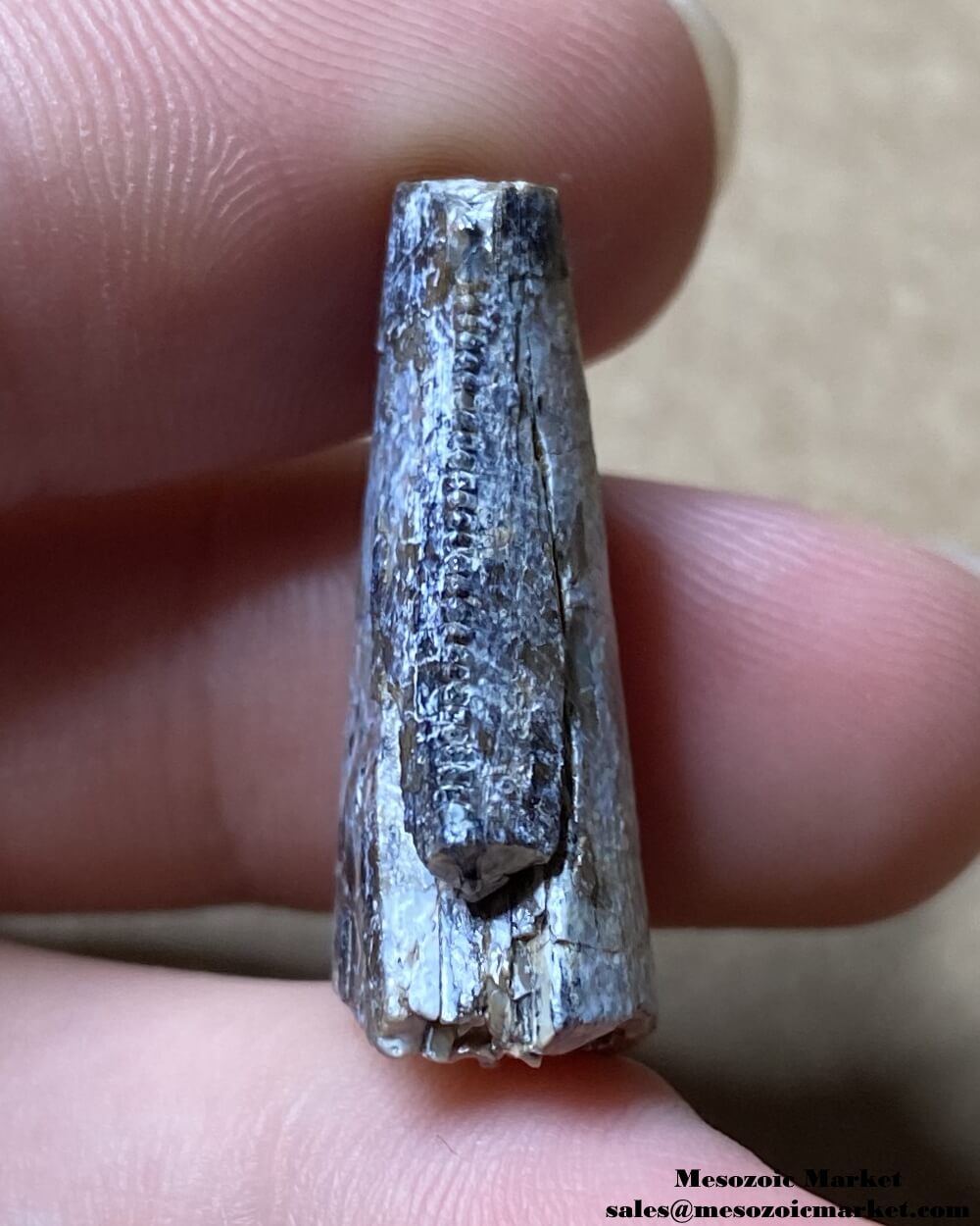 An image of a Middle Jurassic theropod tooth tip fossil.