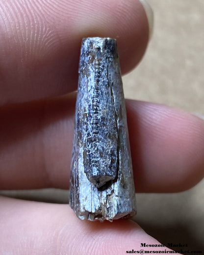 An image of a Middle Jurassic theropod tooth tip fossil.