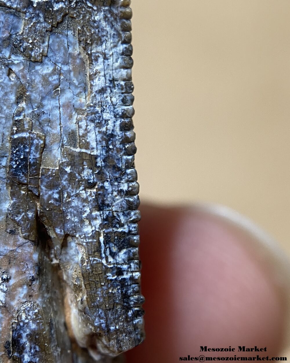 An image of a closeup distal serrations of a Middle Jurassic theropod tooth tip fossil.