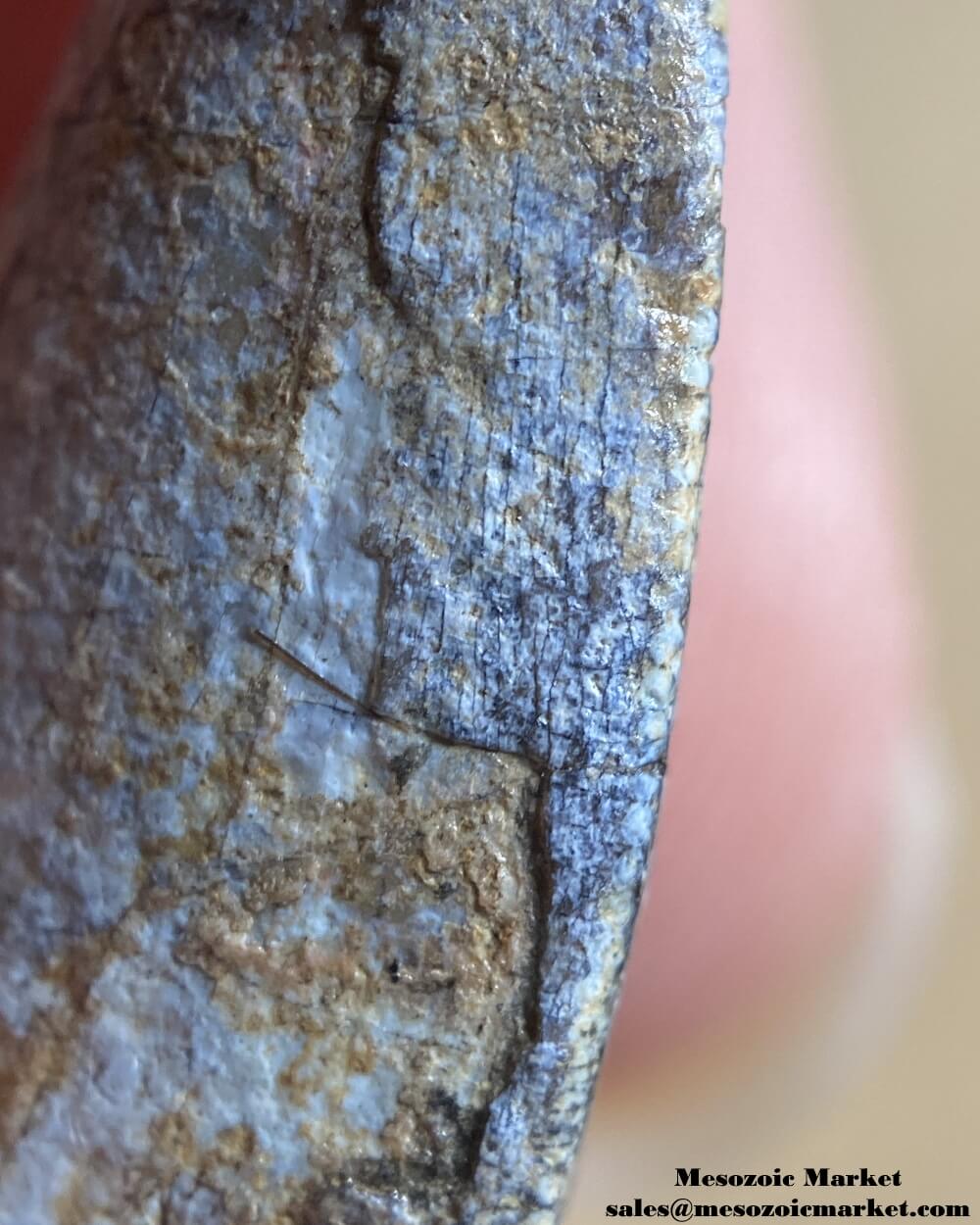 An image of a closeup mesial serrations of a Middle Jurassic theropod tooth tip fossil.