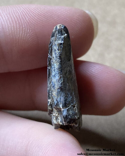 Jurassic Theropod Tooth 0.98" #NER26323 - Irhazer Group