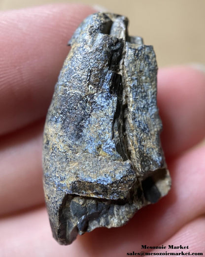 Jurassic Theropod Tooth 0.98" #NER26323 - Irhazer Group