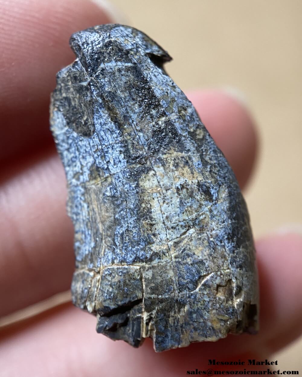 Jurassic Theropod Tooth 0.98" #NER26323 - Irhazer Group