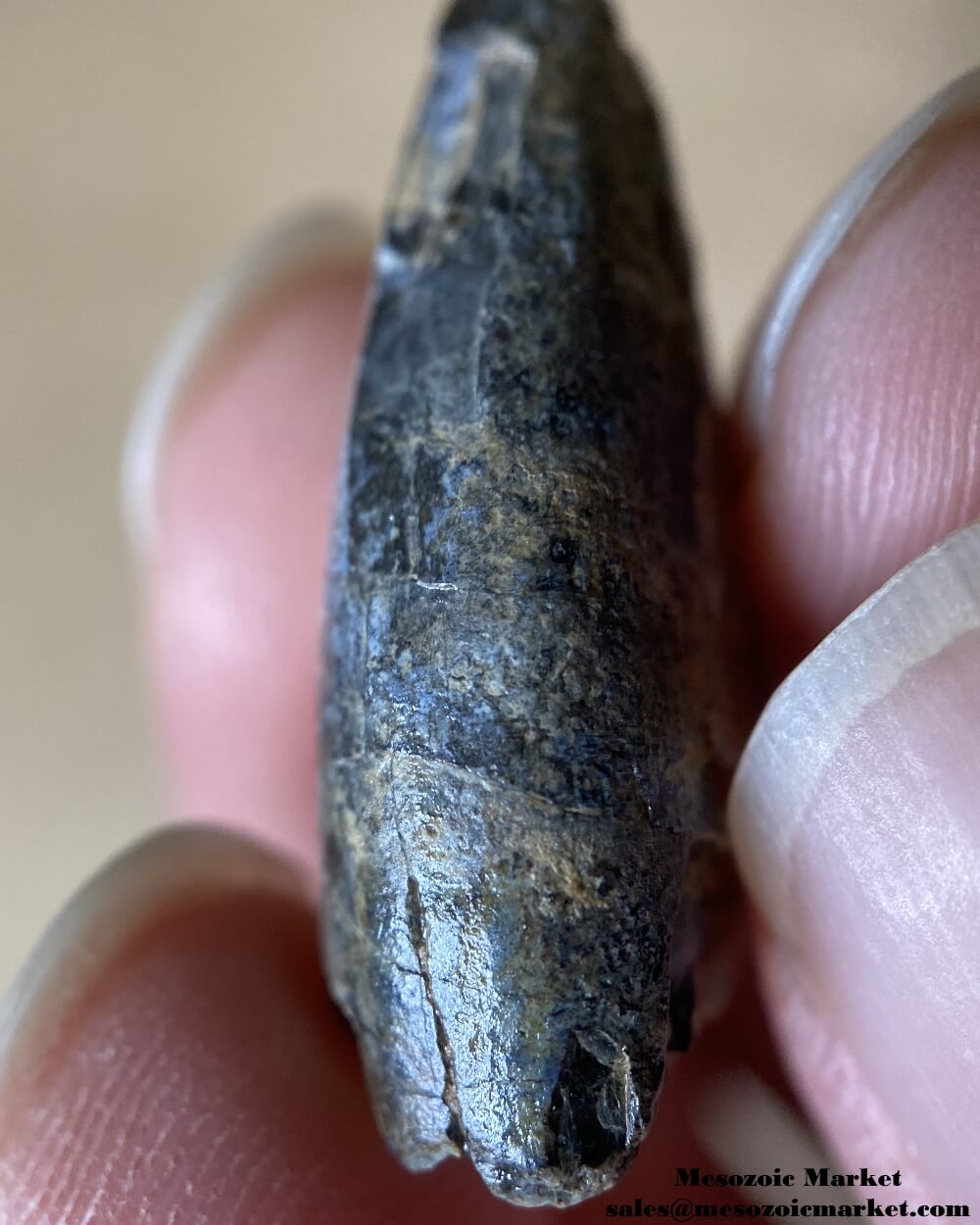 Jurassic Theropod Tooth 0.98" #NER26323 - Irhazer Group