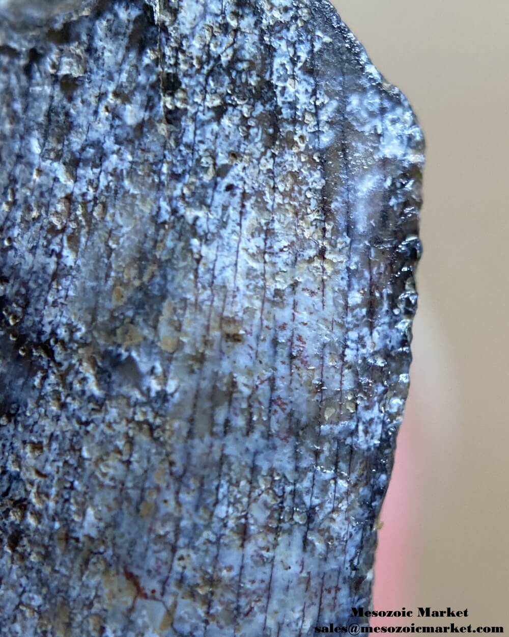 An image of a partial Jurassic theropod dinosaur tooth.