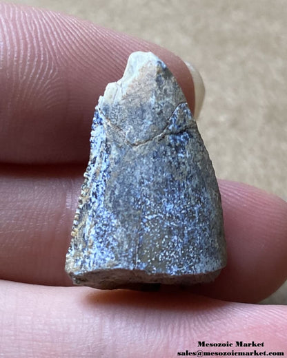 An image of a fossil dinosaur tooth from an Afrovenator.