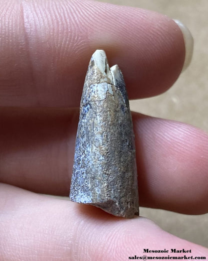 An image of a fossil dinosaur tooth from an Afrovenator.