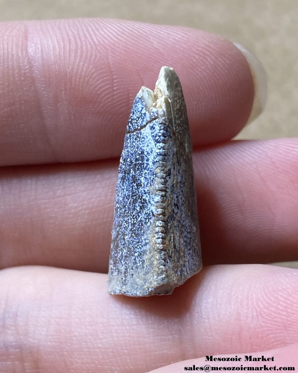 An image of a fossil dinosaur tooth from an Afrovenator.