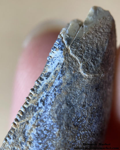 An image of a fossil dinosaur tooth from an Afrovenator.