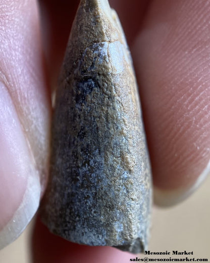 An image of a fossil dinosaur tooth from an Afrovenator.